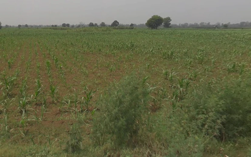 Mawana, Uttar Pradesh, India