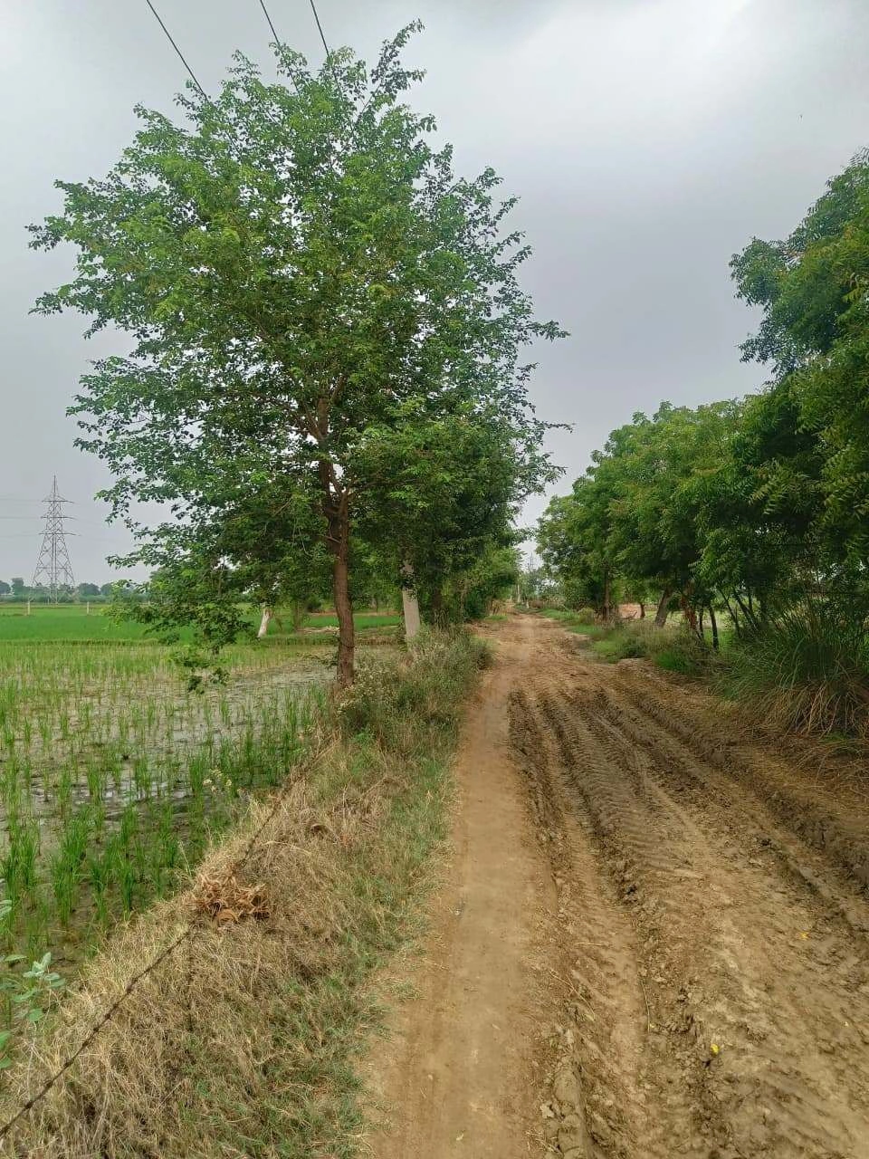 Bukharari, Mathura, Uttar Pradesh, India