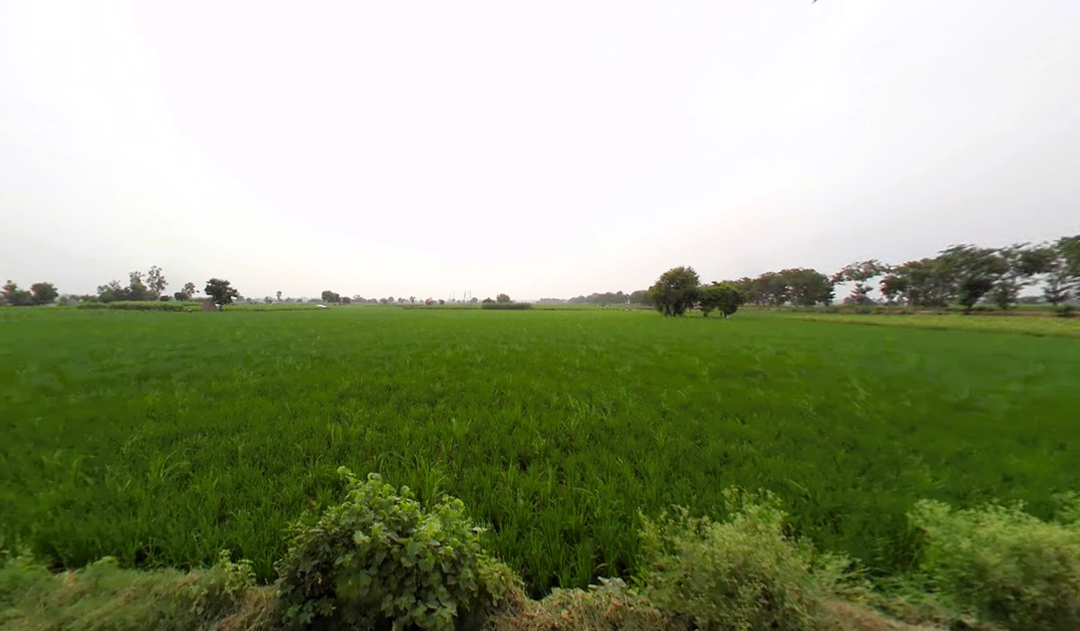 SunderPur, Haryana 126116, India