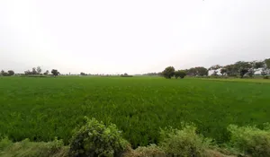 SunderPur, Haryana 126116, India preview 3