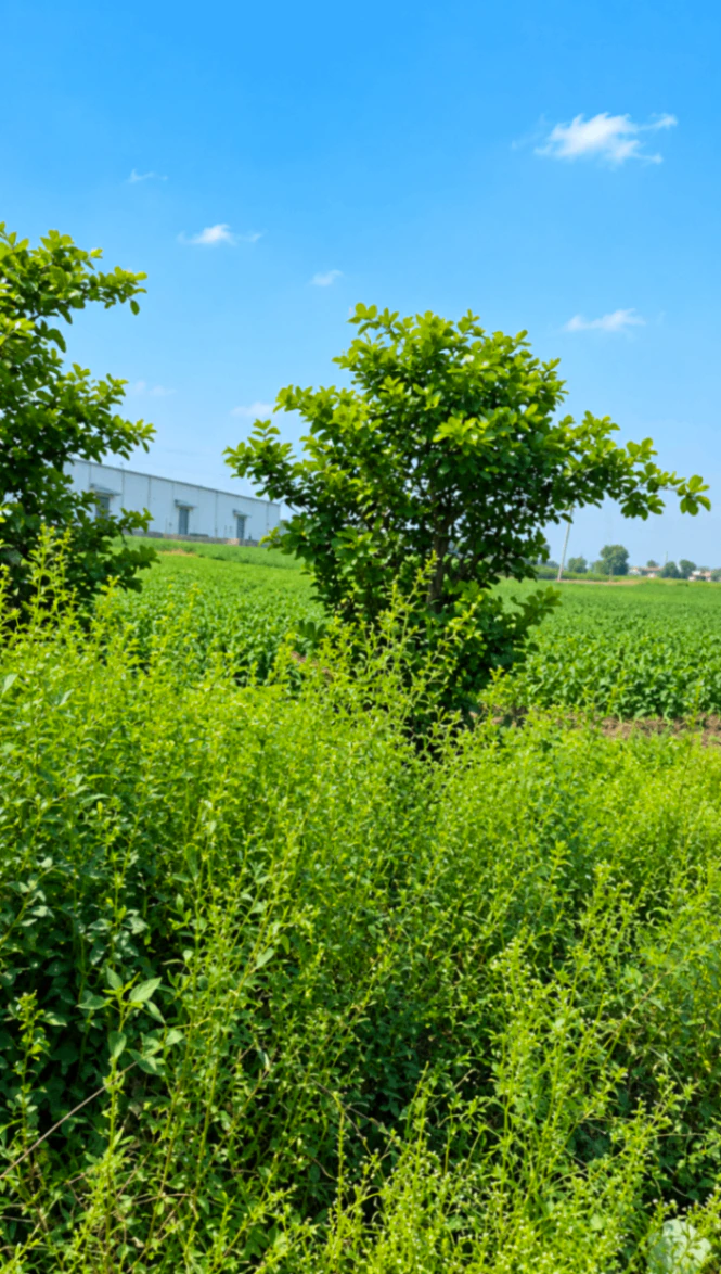48G3+22V, Mahendragarh, Hasanpur, Haryana 123021, India - Photo 4