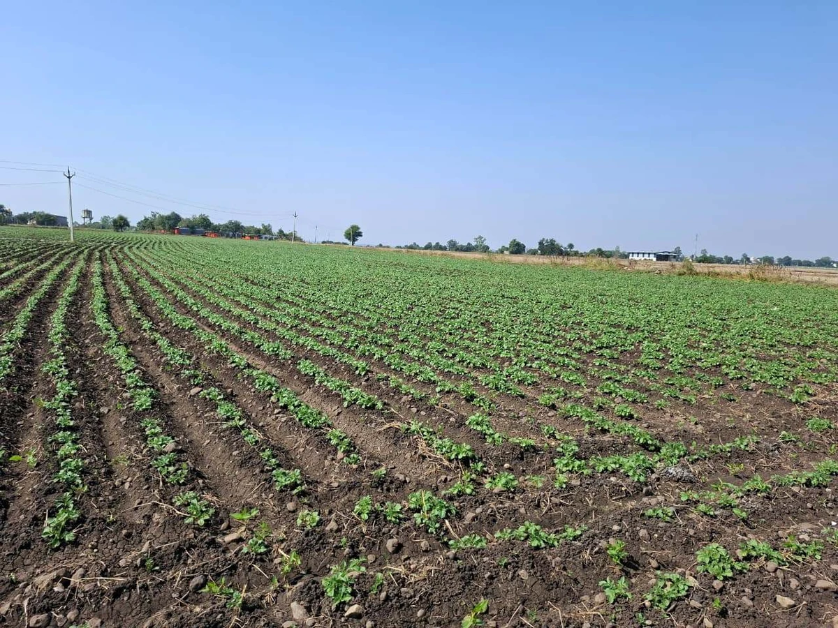 GR77+4R6, Bhagora, Madhya Pradesh 453441, India