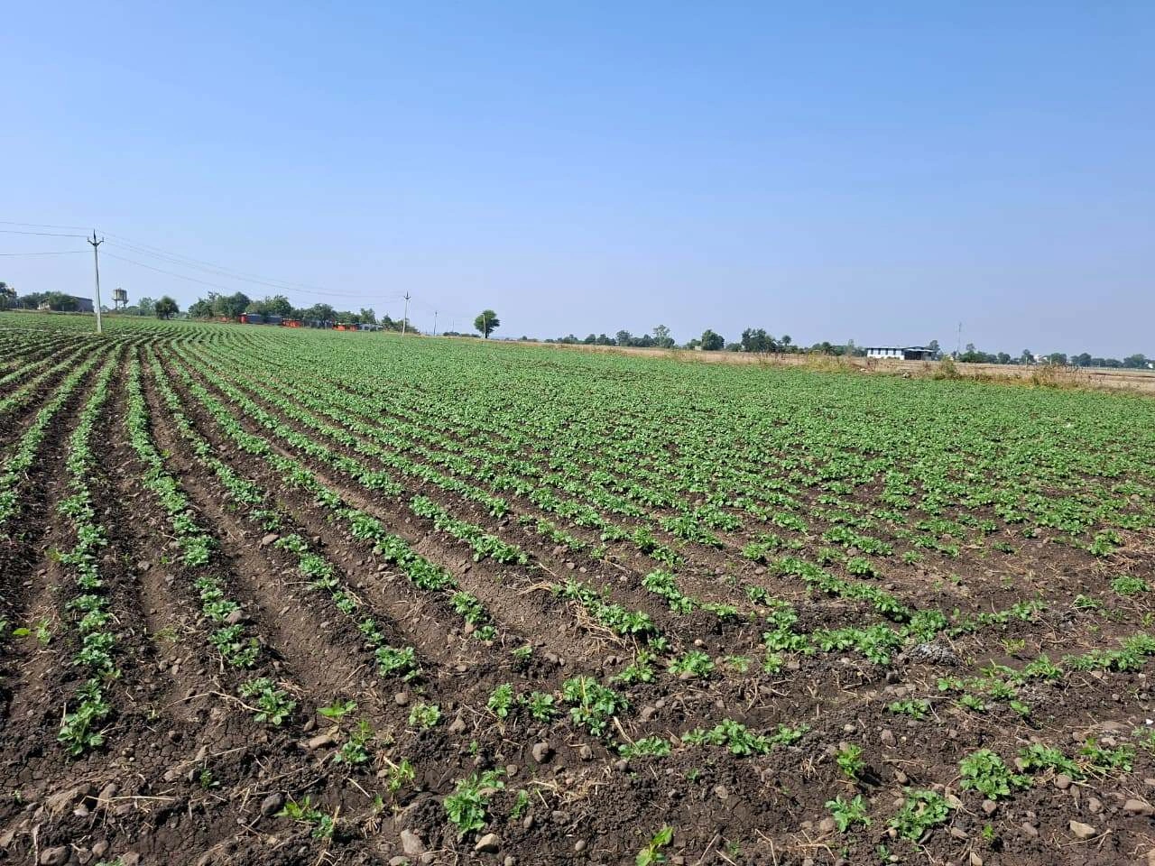 GR77+4R6, Bhagora, Madhya Pradesh 453441, India