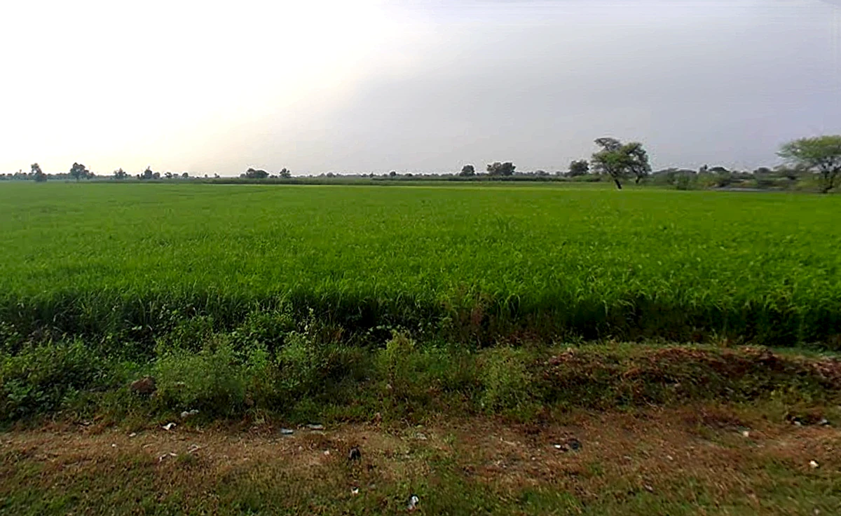 Govardhan, Uttar Pradesh, India