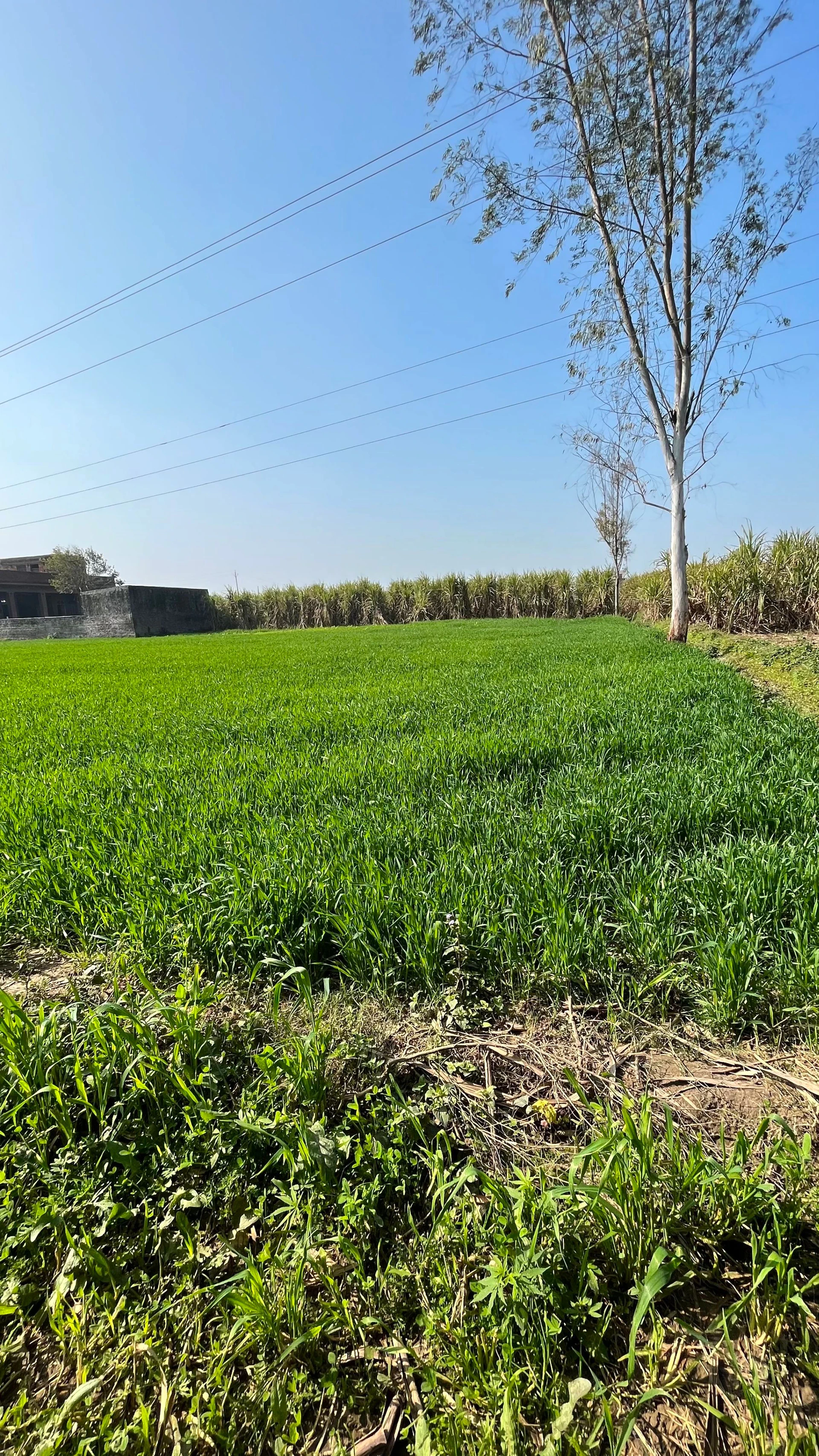 Pillona, Uttar Pradesh 250401, India