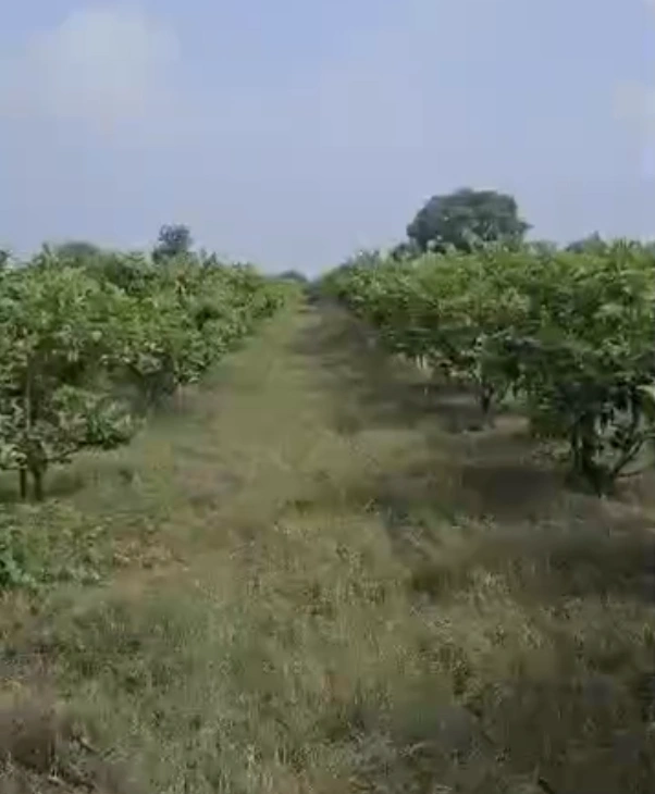 W87M+XJ Dabra, Madhya Pradesh, India