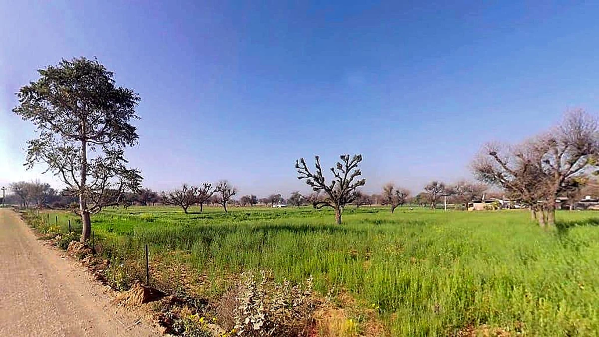 Shyami Ki Dhani, Rajasthan 332602, India