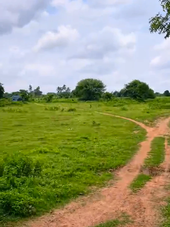 WHWJ+WJ, Warangal, Telangana 506005, India