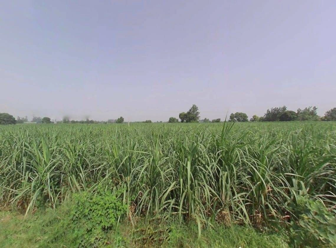 2420, Khiwai, Uttar Pradesh 250344, India