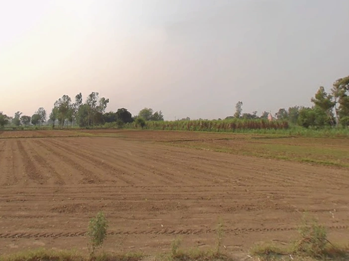 Mawana, Uttar Pradesh, India