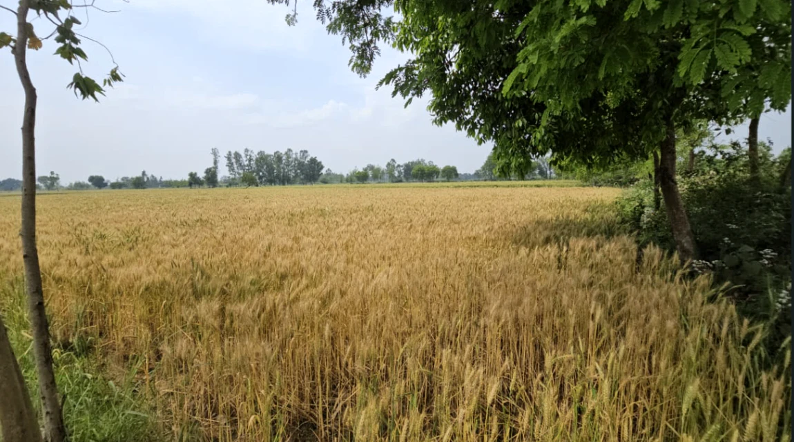 S2, Bhind, Malanpur, Sindhwari, Madhya Pradesh 477117, India