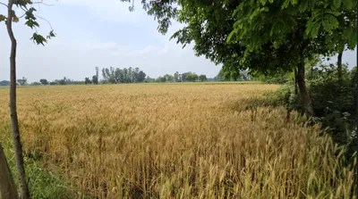 S2, Bhind, Malanpur, Sindhwari, Madhya Pradesh 477117, India preview 2