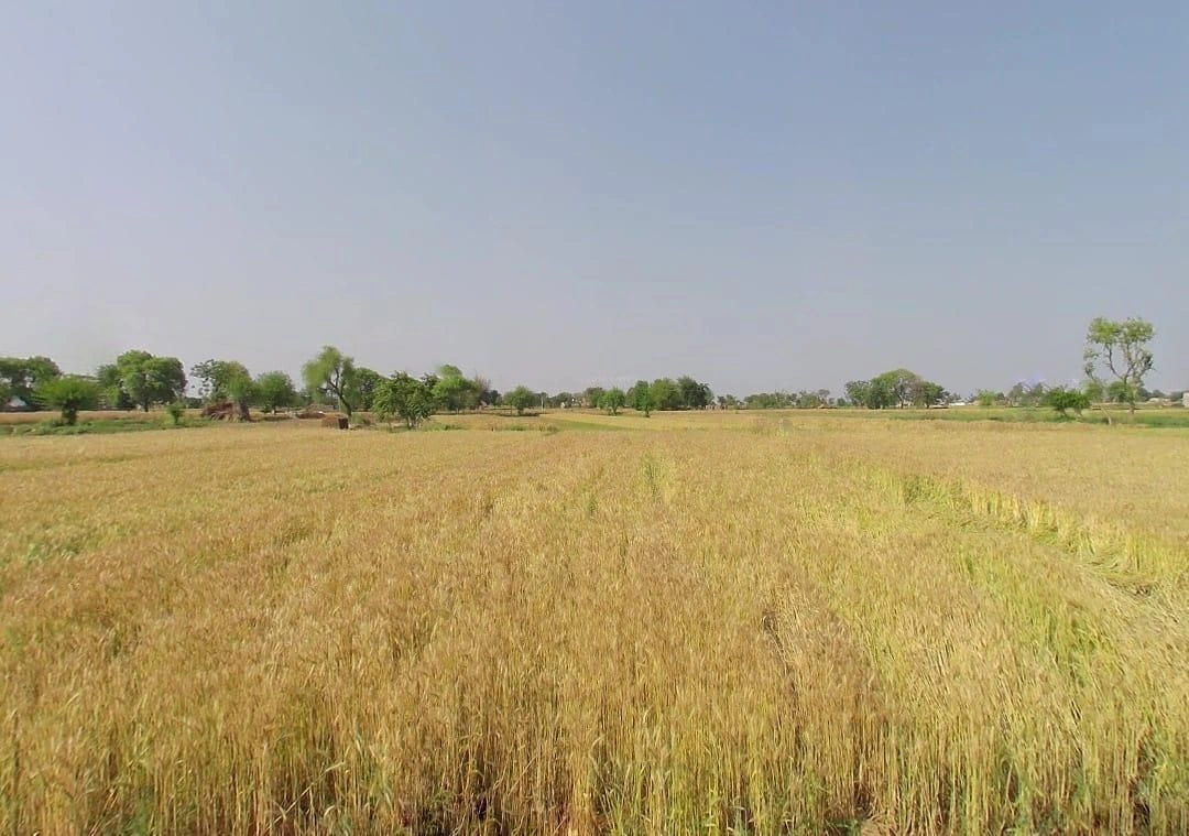 Baghora, Rajasthan 301405, India