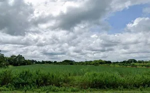 RWFG+JRV, Sastapur, Karnataka, India preview 3