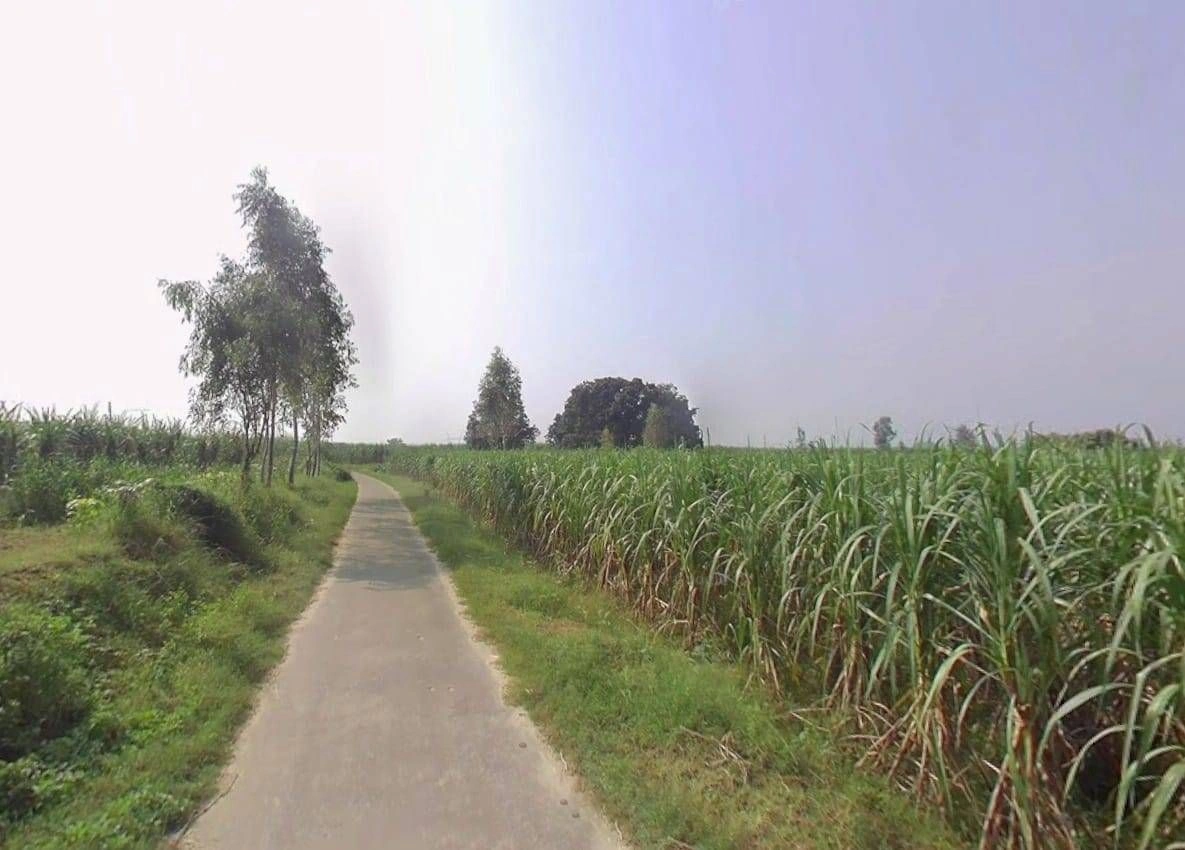 Pithlokhar, Uttar Pradesh 250342, India