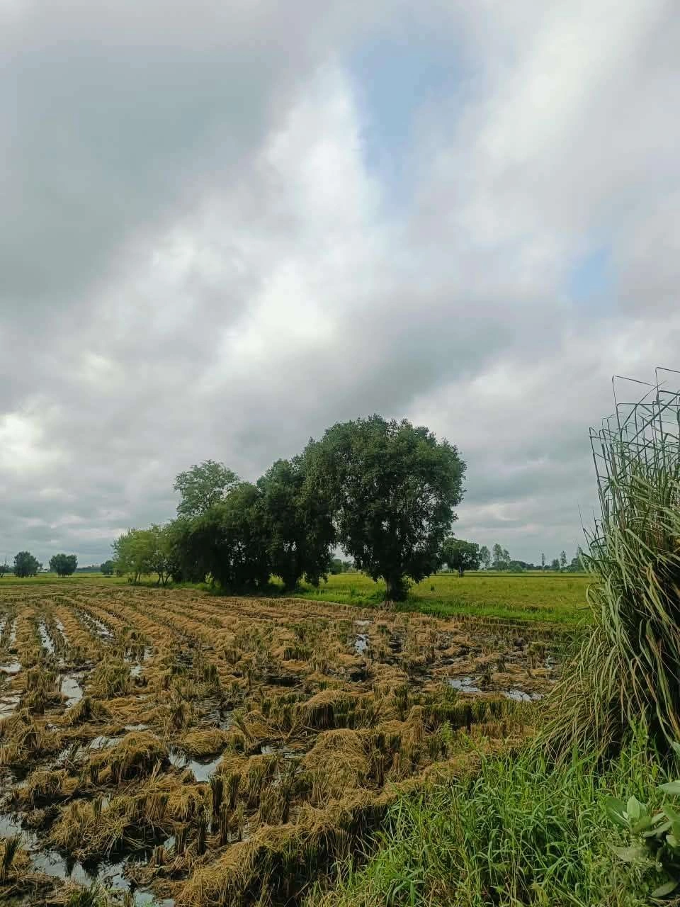 Malhu, Mathura, Uttar Pradesh 281123, India - Photo 2