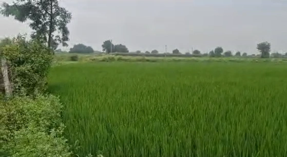 PGWM+JXC, Nagarkurnool, Veldanda, Telangana 509360, India