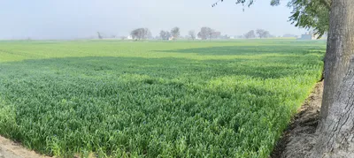 Khurja, Uttar Pradesh 203131, India preview 3