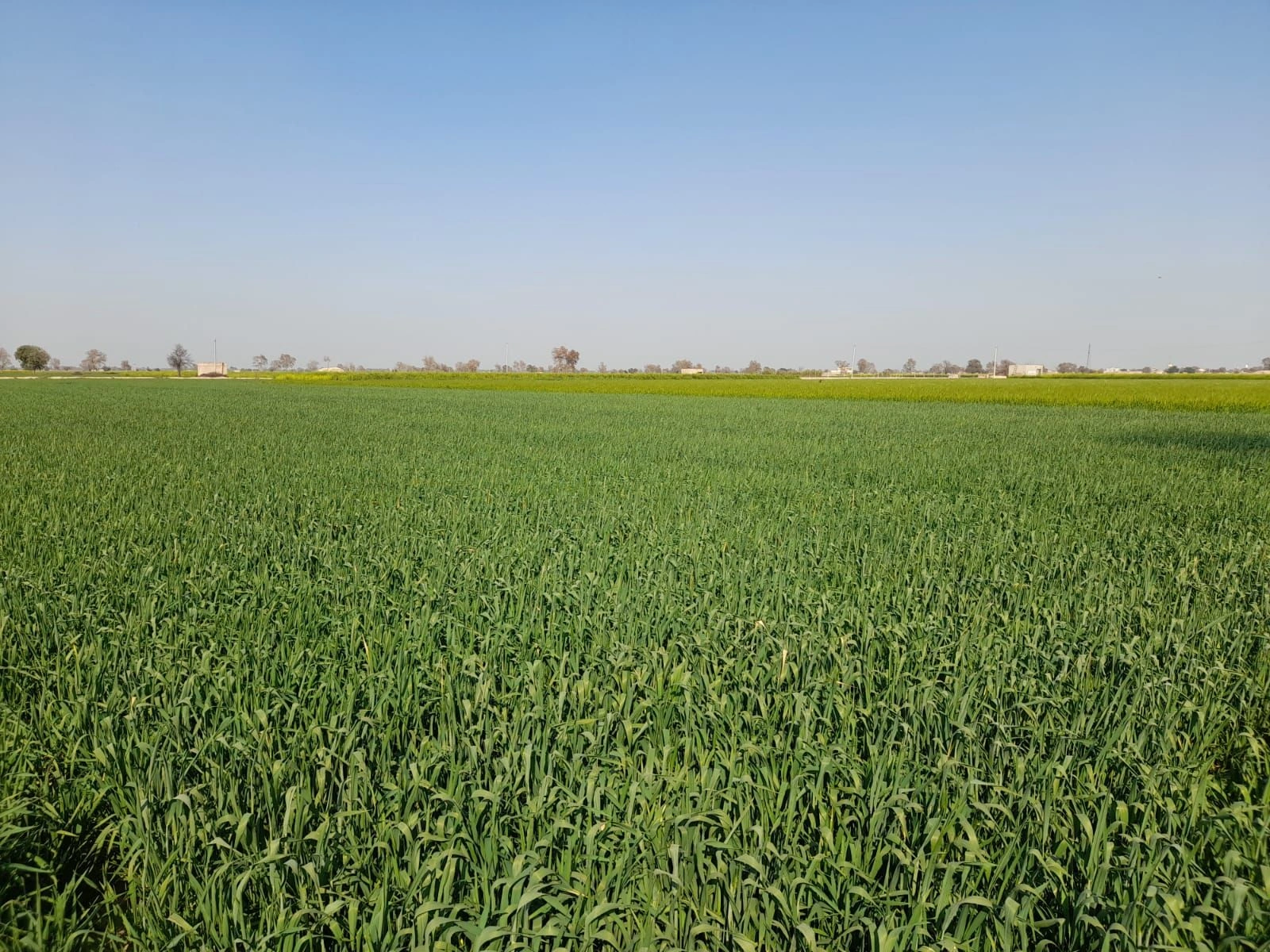 Hirnawali, Rajasthan 335064, India