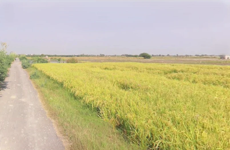 Vrindavan, Uttar Pradesh, India