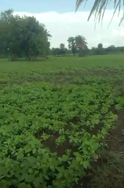 9J56+XP Orchha, Niwari, Madhya Pradesh, India preview 2