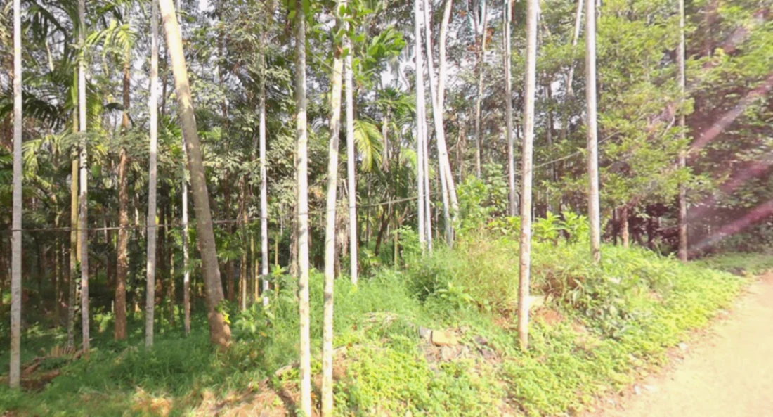 87WQ+XP3, Palunda, Kerala 679331, India