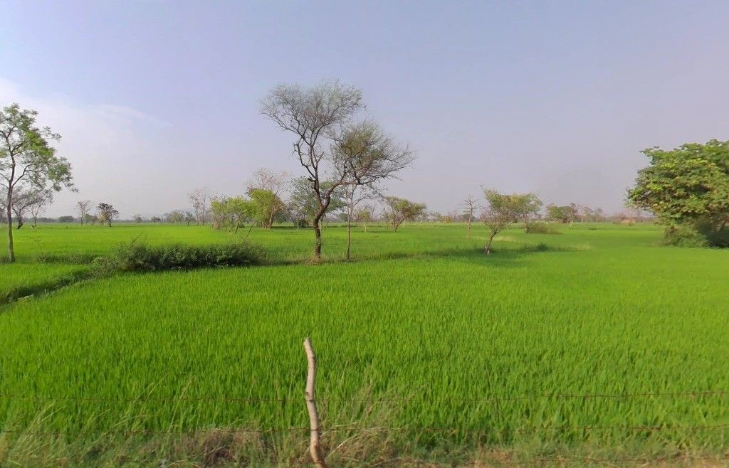 Kosa, Chhattisgarh, India preview 3