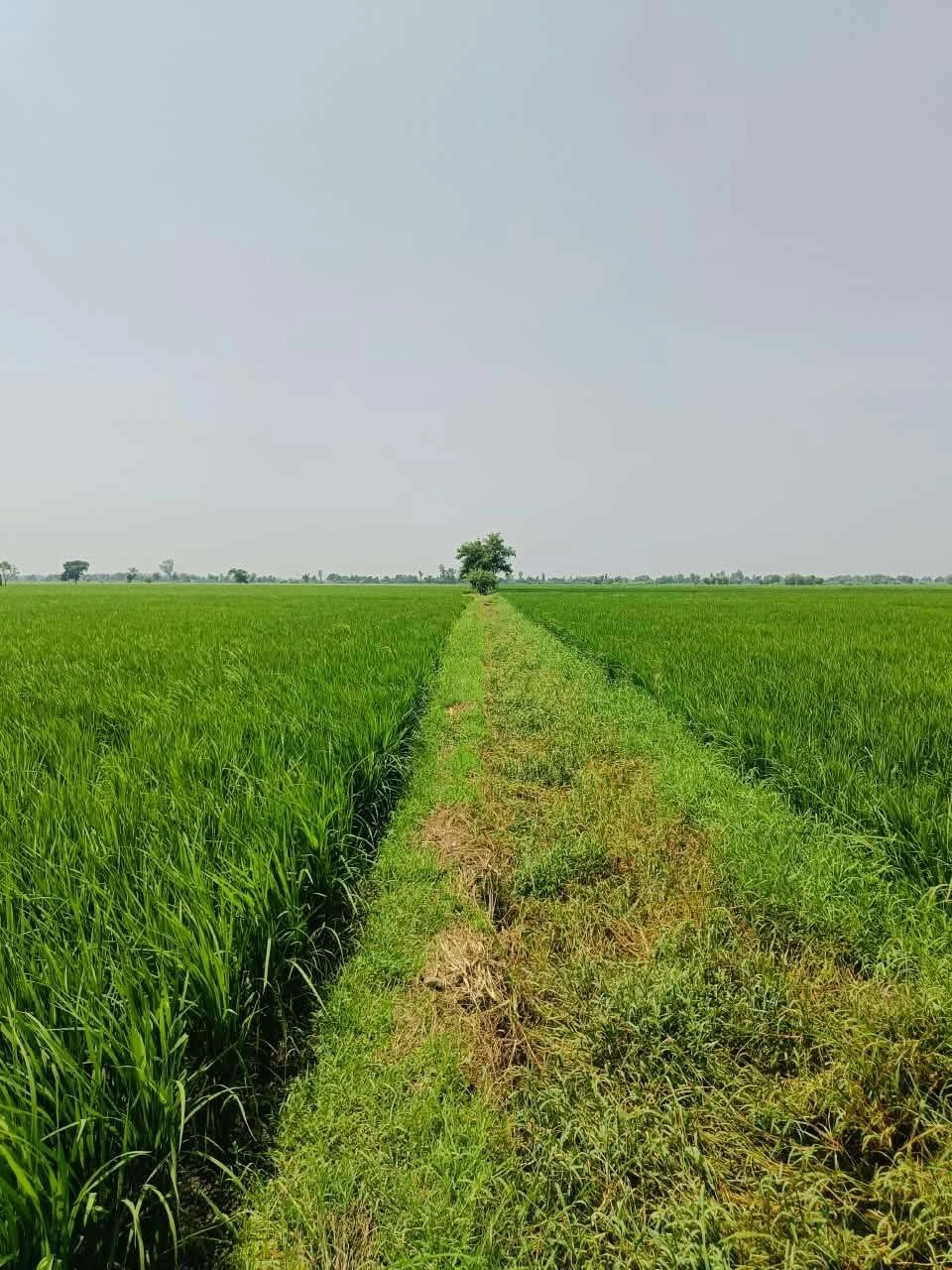 Edalpur, Aligarh, Uttar Pradesh 202121, India preview 3