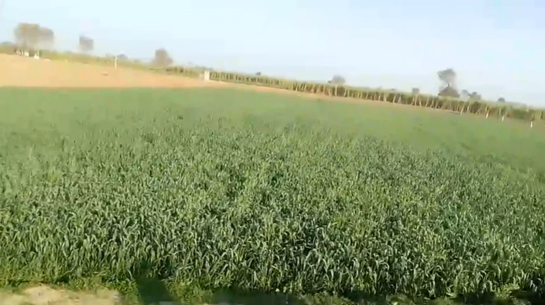 Dhahlavas, Rajasthan 301001, India