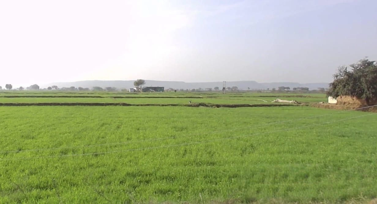 Zirnia, Madhya Pradesh 451332, India