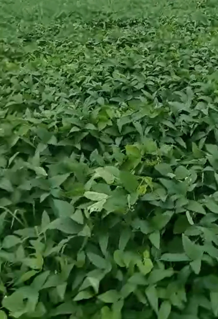 Kalwa, Shajapur, Madhya Pradesh, India