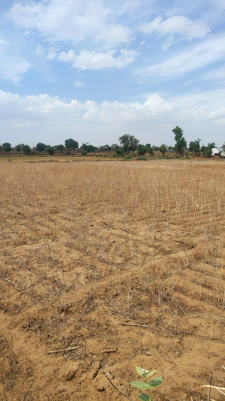 Maujpur, Rajasthan, India