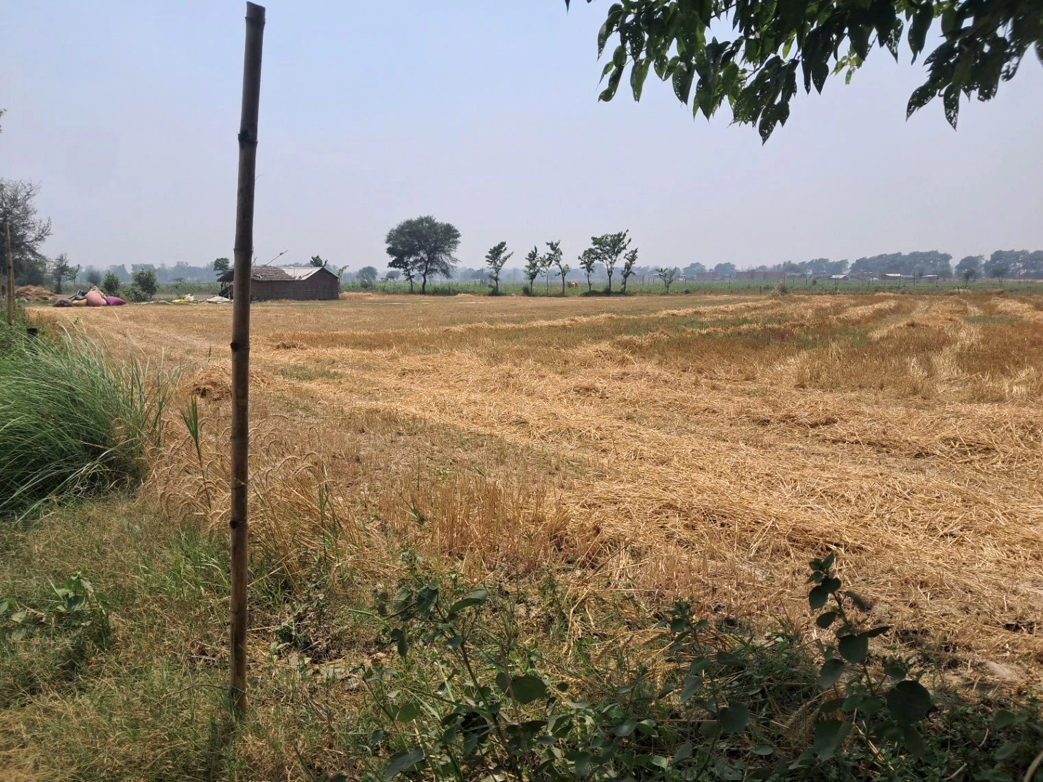 P7P4+V2 Tihura Manjha, Uttar Pradesh, India