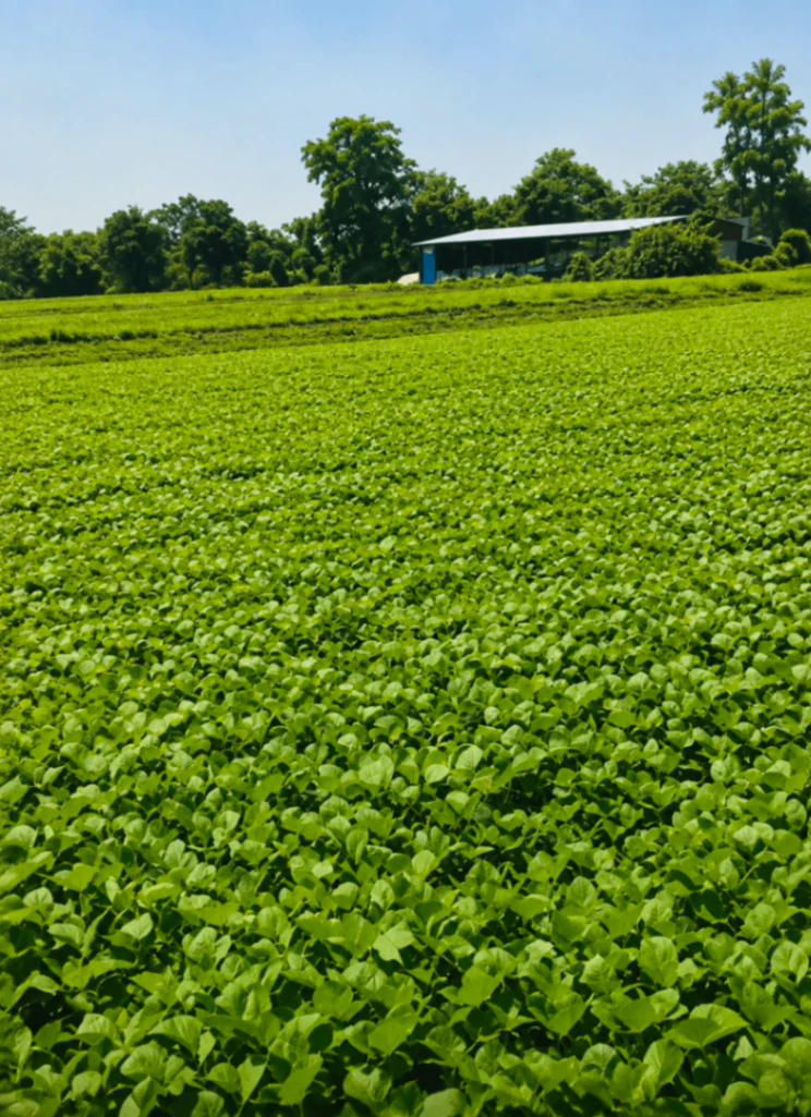 Bilhara, Kanpur Dehat, Uttar Pradesh 209101, India