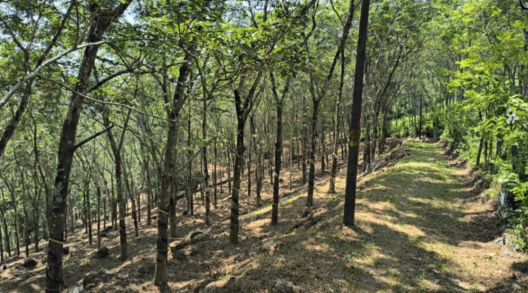 7RXR+8MV, Attachakkal - Chengara - Kumbalampoika Road, Puthukkulam, Malayalapuzha, Malayalapuzha-Puthukkulam, Kerala 689664, India