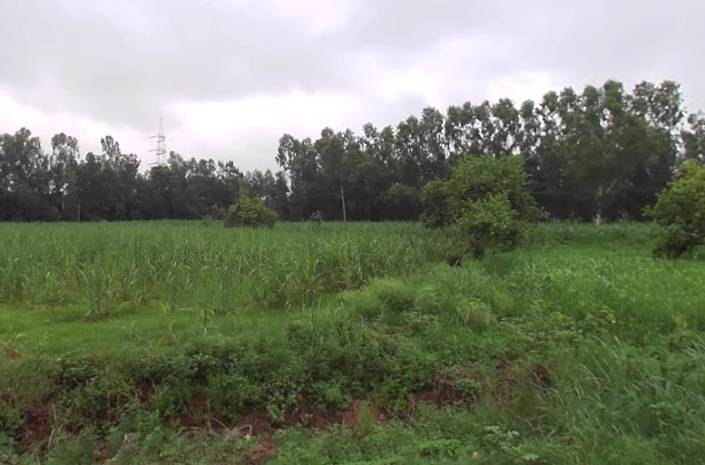 Bhagwanpur, Uttarakhand 247661, India