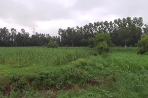 Bhagwanpur, Uttarakhand 247661, India preview 3