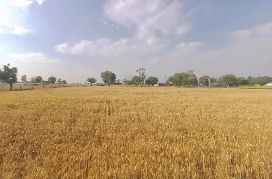 8FX2+FRG, Abhawas, Rajasthan, India