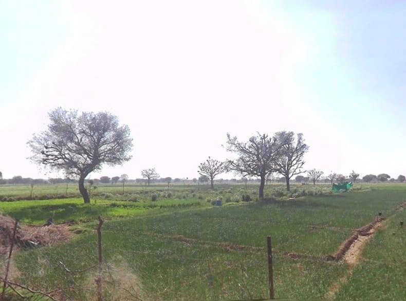 MC8R+RQR, Gajsinghpur, Rajasthan 335024, India