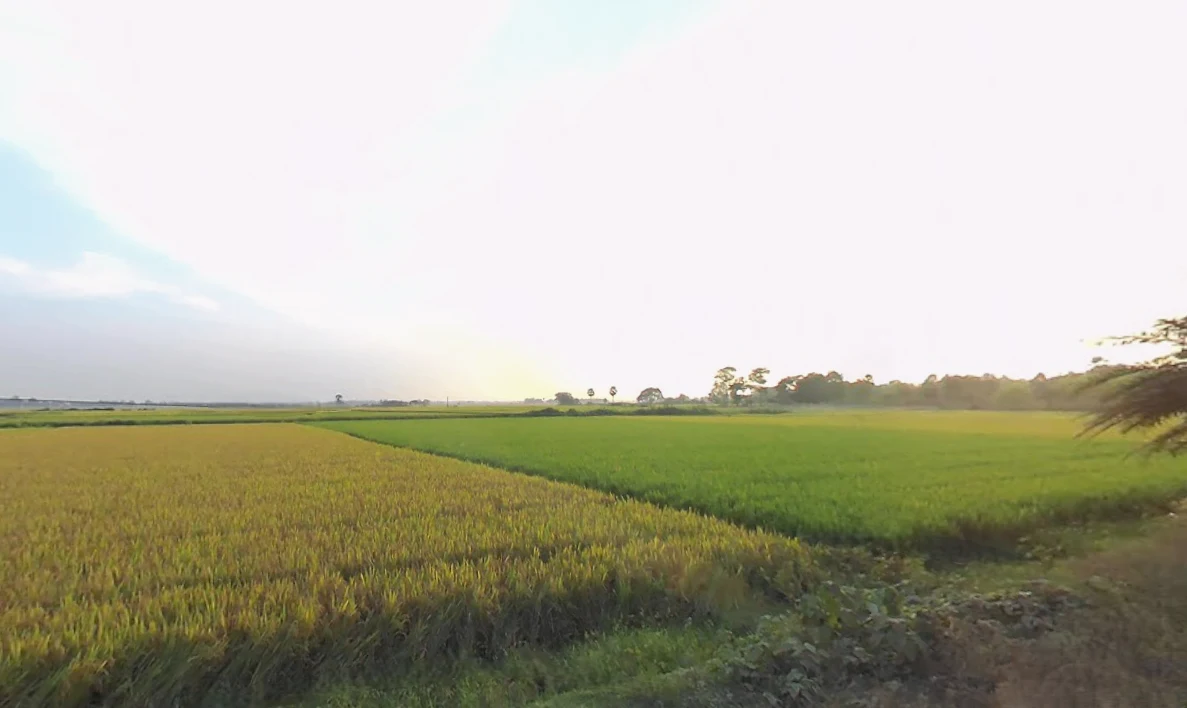 Shikharpur P.O, Bagu, Newtown, Sikharpur, Kolkata, West Bengal 700135, India