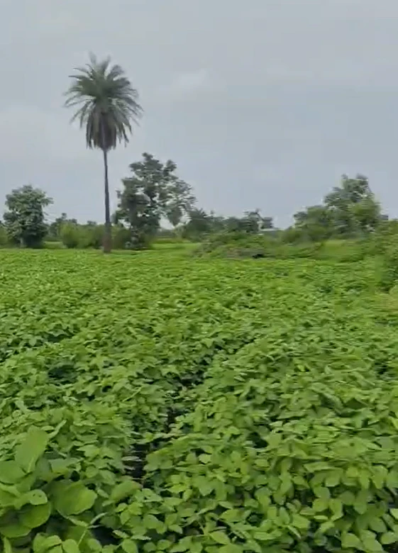 Jasalpur, Madhya Pradesh 461001, India