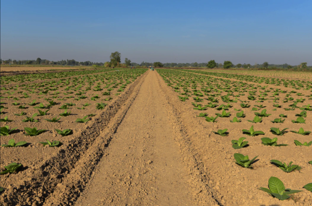 Kalapipal Mandi, Madhya Pradesh 465337, India
