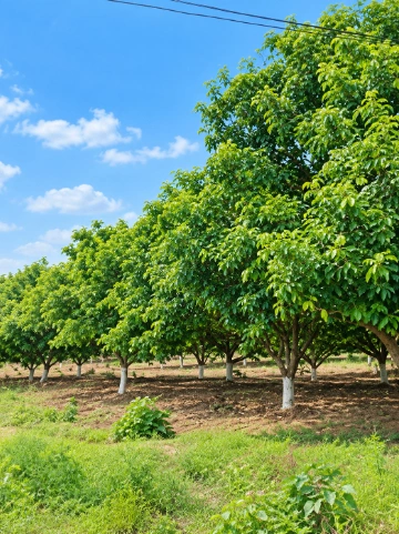 V427+HW, Mahabubnagar, Chennavalli, Telangana 509202, India