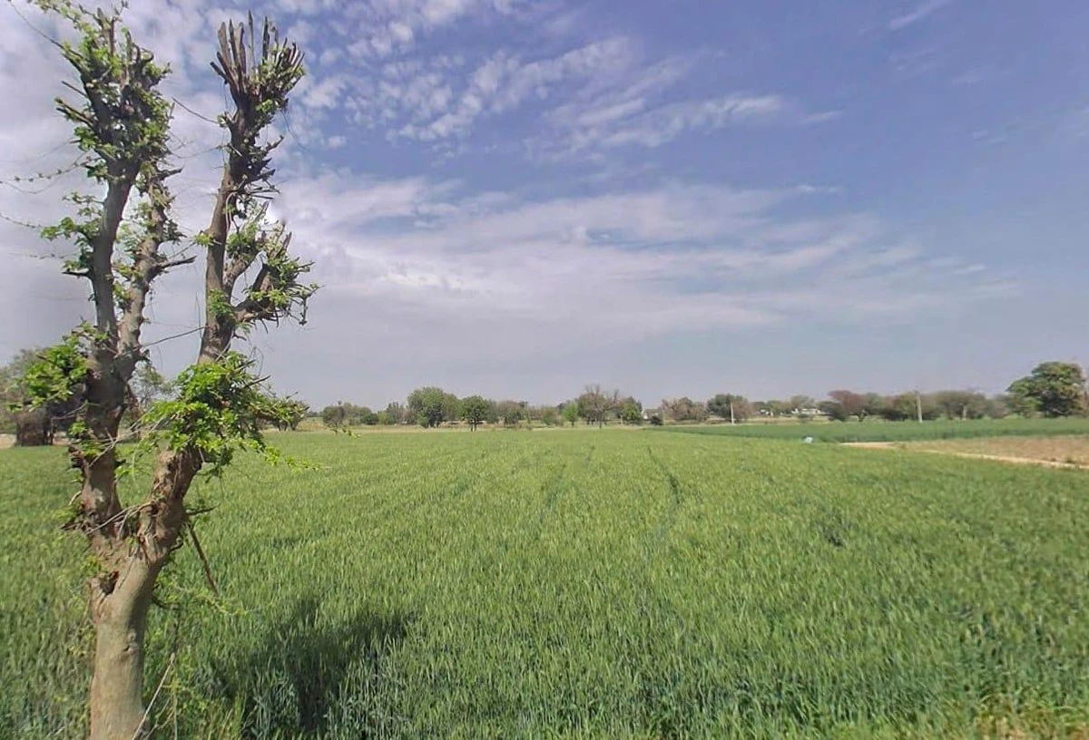 Naithla, Rajasthan 301406, India