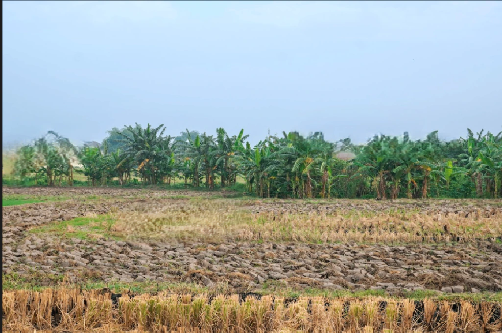 Thawari, Madhya Pradesh 470235, India