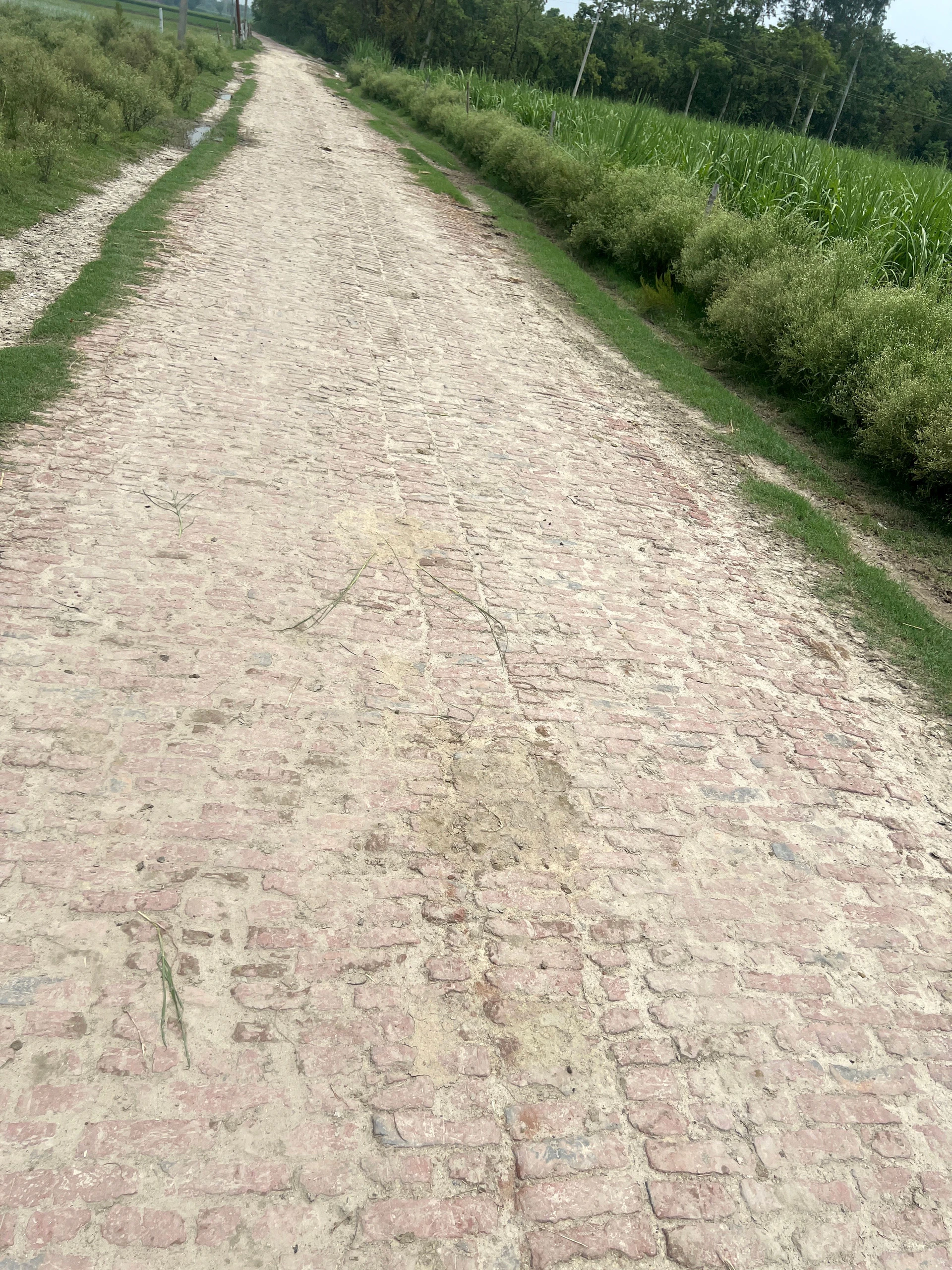 Mawana, Uttar Pradesh, India