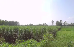Dehradun Rd, Biharigarh, Uttar Pradesh, India preview 3