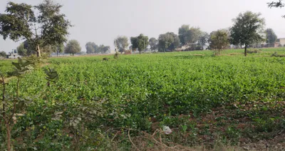 Dhaul, Punjab 144521, India preview 3