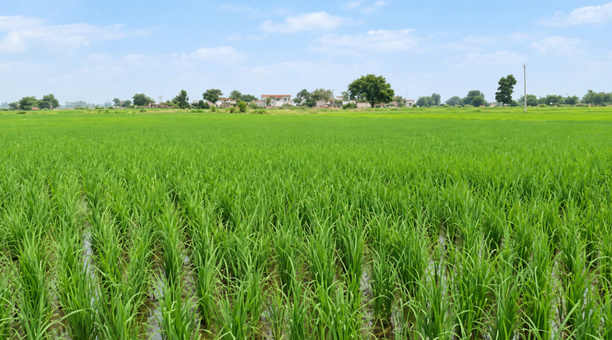 NH 552, Jhansi, Pahari Buzurg, Uttar Pradesh 284301, India