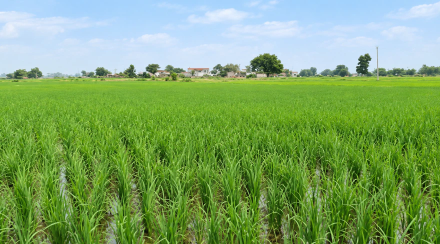 NH 552, Jhansi, Pahari Buzurg, Uttar Pradesh 284301, India